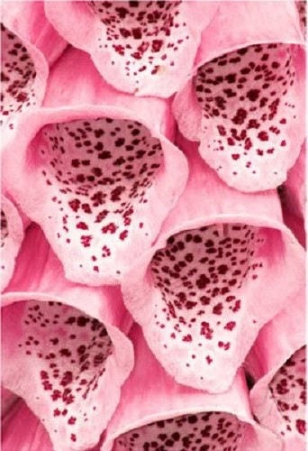 Foxglove Excelsior Mix Seeds