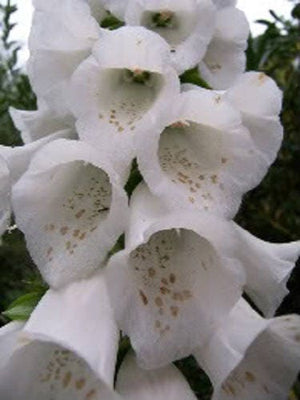 Foxglove Excelsior Mix Seeds