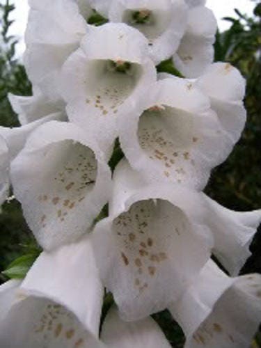Foxglove Excelsior Mix Seeds