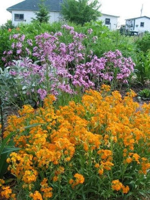 English Wallflower Seeds