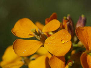 English Wallflower Seeds