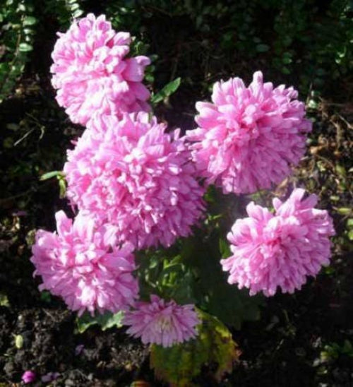 Duchess Coral Peony Aster Seeds