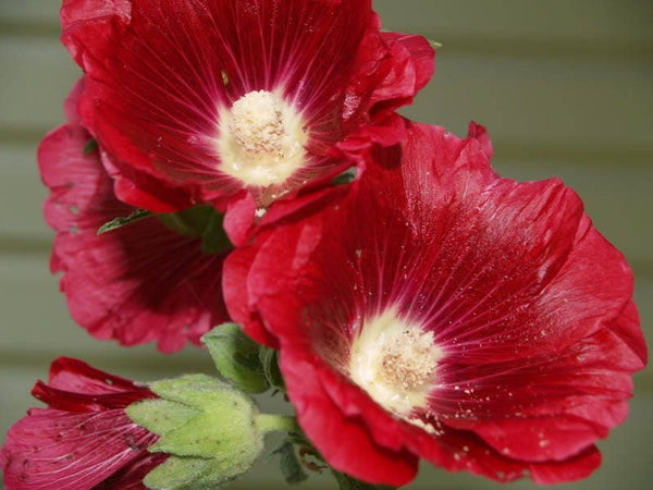 Maroon Hollyhock Seeds