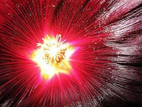 Maroon Hollyhock Seeds