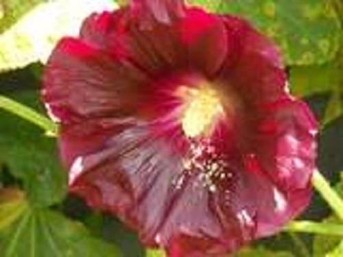 Maroon Hollyhock Seeds