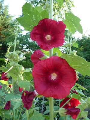 Maroon Hollyhock Seeds