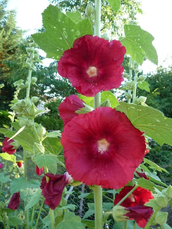 Maroon Hollyhock Seeds