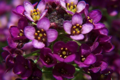 Easter Bonnet Alyssum Seeds