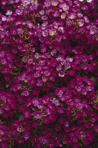 Easter Bonnet Alyssum Seeds