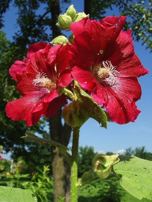 Dark Red Hollyhock Seeds