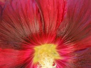 Dark Red Hollyhock Seeds