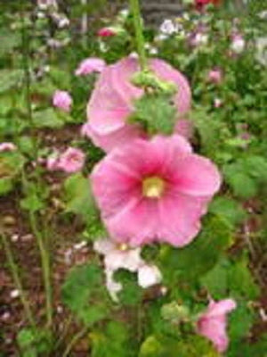 Pale Pink Hollyhock Seeds
