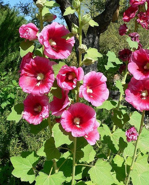 Bright Pink Hollyhock Seeds