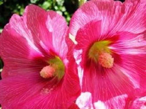 Bright Pink Hollyhock Seeds