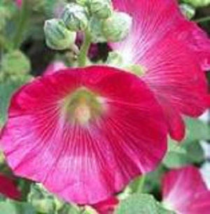 Bright Pink Hollyhock Seeds