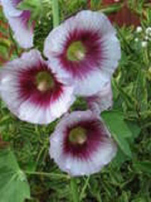 Lavender and Purple Hollyhock Seeds