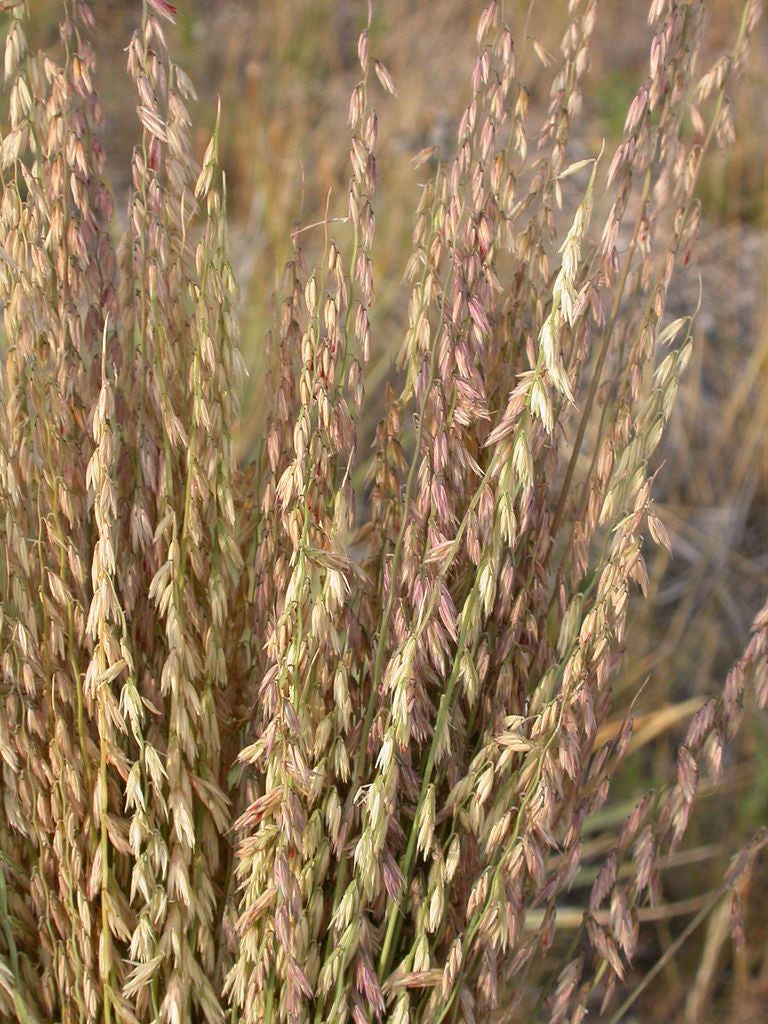 Sideoats Grass Seeds
