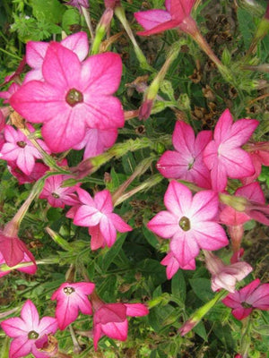 Heirloom Mix Nicotiana Seeds