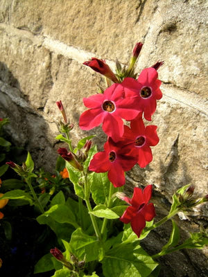 Heirloom Mix Nicotiana Seeds