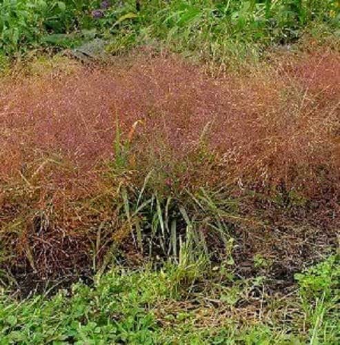 Ruby Silk Lovegrass Seeds