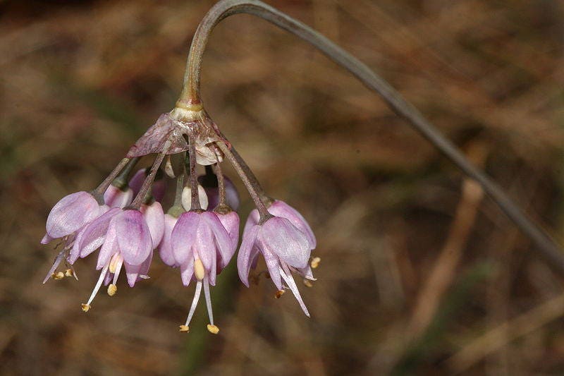 Nodding Onion Seeds