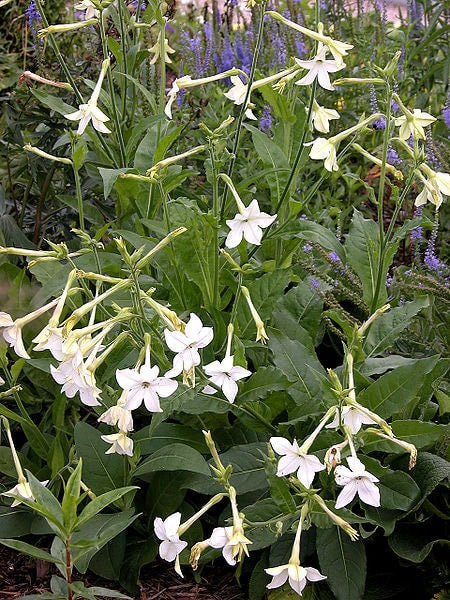 Aztec Nicotiana Flower Seeds