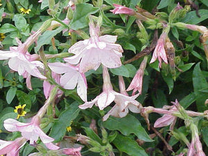 Aztec Nicotiana Flower Seeds