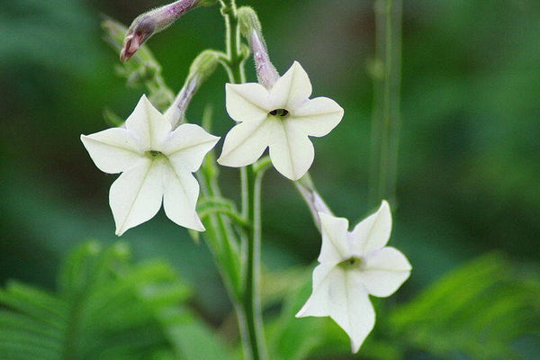 Aztec Nicotiana Flower Seeds