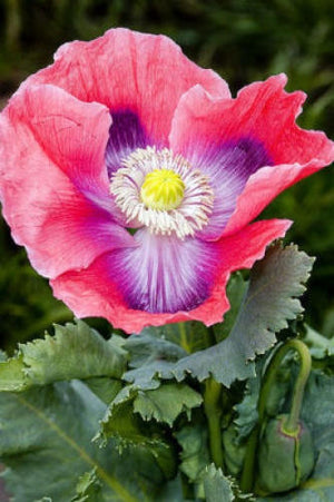 Hens and Chicks Poppy Seeds