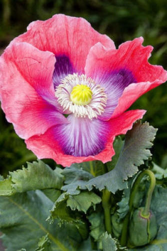 Hens and Chicks Poppy Seeds