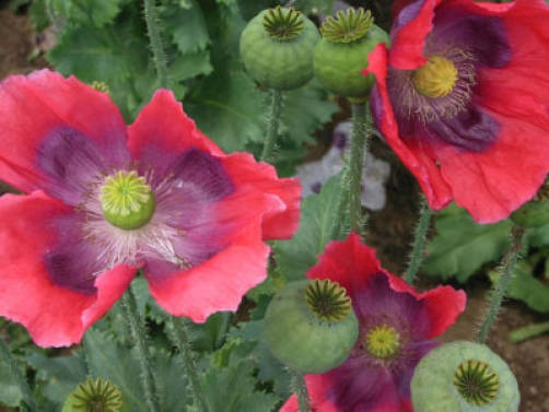 Hens and Chicks Poppy Seeds