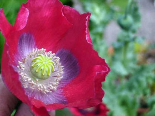 Hens and Chicks Poppy Seeds