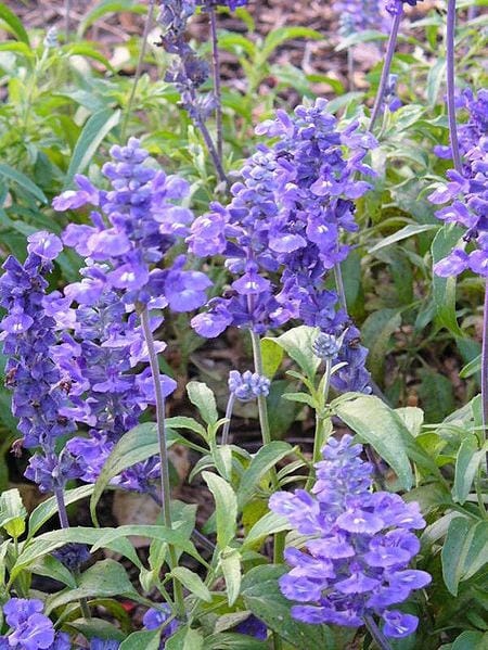 'Blue Bedder' Blue Sage Seeds