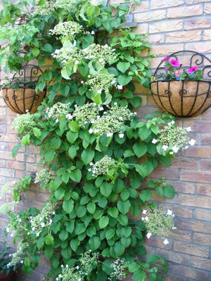 Climbing Hydrangea Seeds