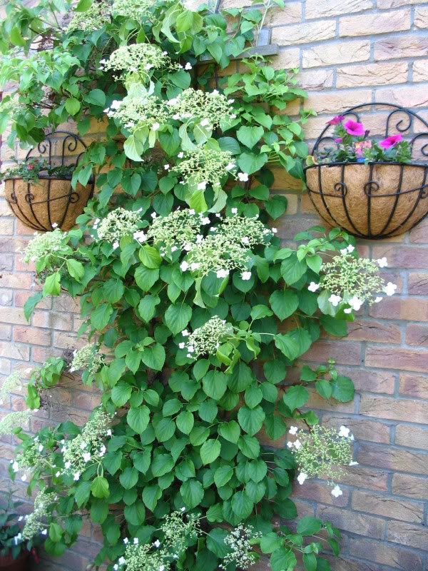 Climbing Hydrangea Seeds