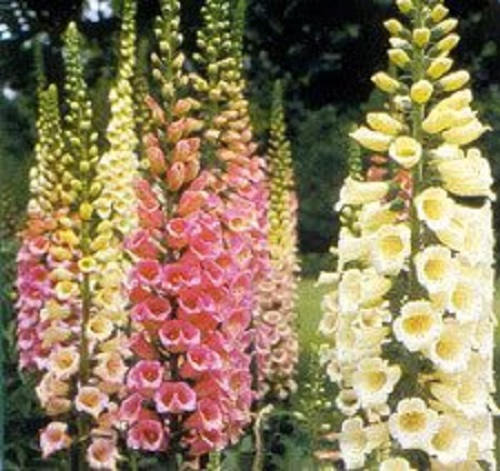Dwarf Foxy Mix Foxglove Seeds
