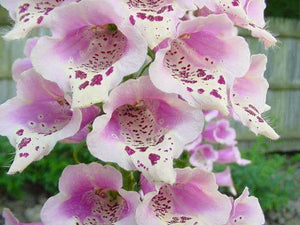 Dwarf Foxy Mix Foxglove Seeds