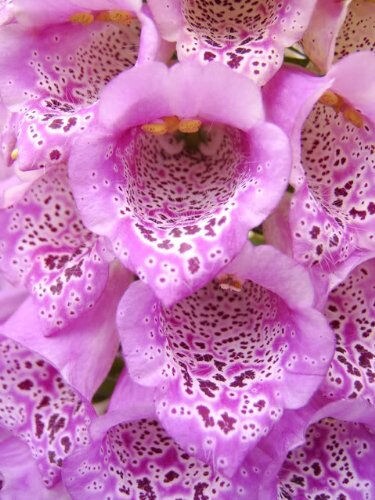 Dwarf Foxy Mix Foxglove Seeds