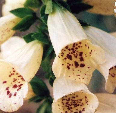 Dwarf Foxy Mix Foxglove Seeds