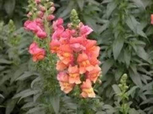 Northern Lights Snapdragon Mix Seeds