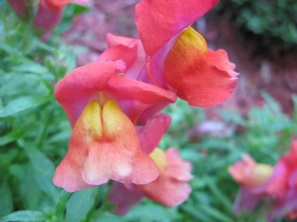 Northern Lights Snapdragon Mix Seeds
