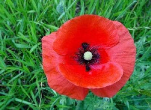 Red Shirley Poppy Seeds