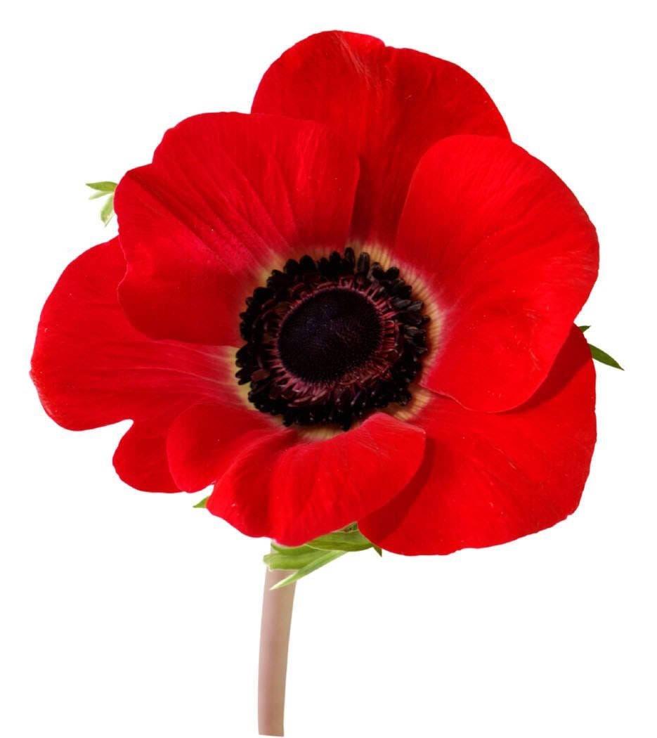 Red Shirley Poppy Seeds