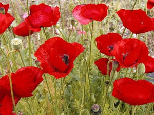 Red Shirley Poppy Seeds