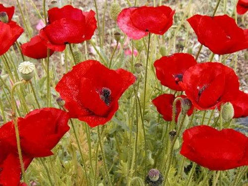 Red Shirley Poppy Seeds