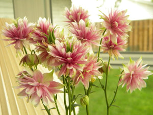 Nora Barlow Columbine Seeds