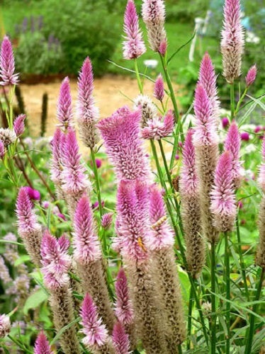 Flamingo Feather Celosia Seeds