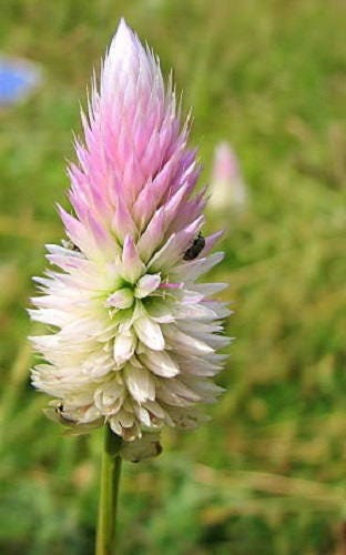 Flamingo Feather Celosia Seeds