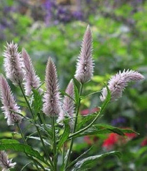 Flamingo Feather Celosia Seeds