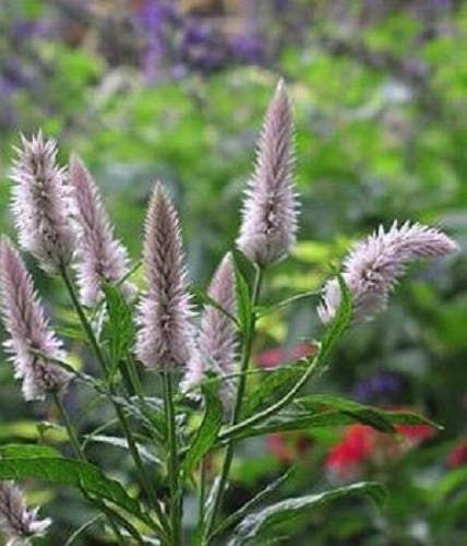 Flamingo Feather Celosia Seeds